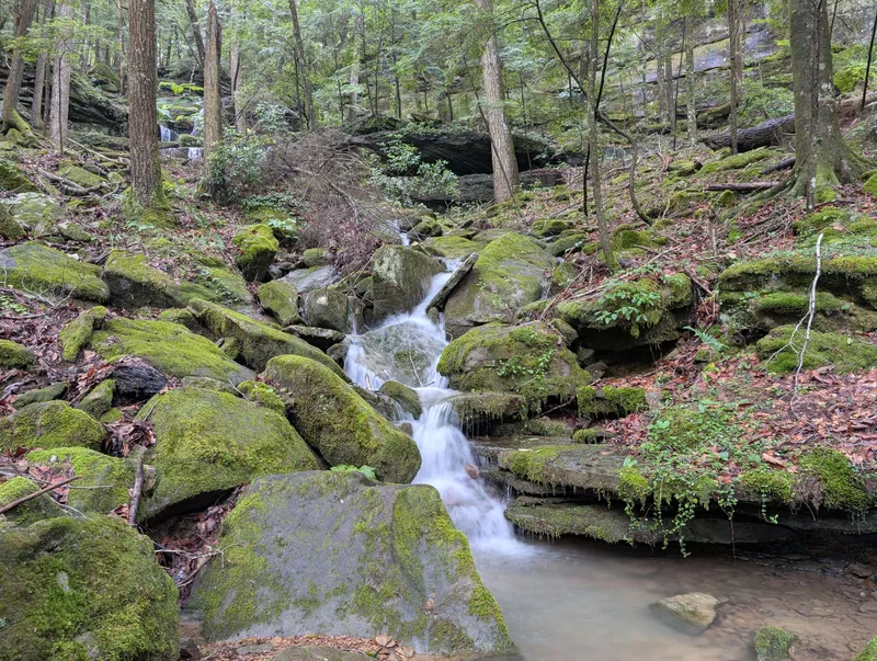 Bankhead National Forest 2