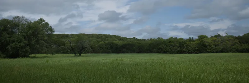 Grassland